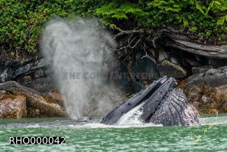 Link to Photo | fauna, mammal, Western Canada, humpback whale, experience, whale watching, Canada, sea, Mysticeti, Vancouver Island, whale, British Columbia, British Columbia, wildlife, attraction, Wildlife Observation, liquid water, marine mammal, North America, habitat, organism, animal, nature, wildlife observation, digital color photograph, wildlife watching, Pacific Ocean