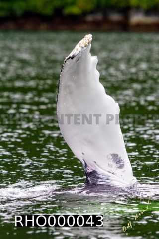 Link to Photo | fauna, mammal, Western Canada, humpback whale, experience, whale watching, Canada, sea, Mysticeti, Vancouver Island, whale, British Columbia, British Columbia, wildlife, attraction, Wildlife Observation, liquid water, marine mammal, North America, habitat, organism, animal, nature, wildlife observation, digital color photograph, wildlife watching, Pacific Ocean