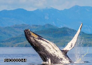 Link to Photo | fauna, mammal, Western Canada, humpback whale, experience, whale watching, Canada, sea, Mysticeti, Vancouver Island, whale, British Columbia, British Columbia, wildlife, attraction, Wildlife Observation, liquid water, marine mammal, North America, habitat, organism, animal, nature, wildlife observation, digital color photograph, wildlife watching, Pacific Ocean