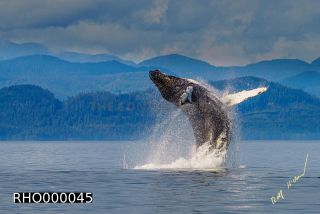 Link to Photo | fauna, mammal, Western Canada, humpback whale, experience, whale watching, Canada, sea, Mysticeti, Vancouver Island, whale, British Columbia, British Columbia, wildlife, attraction, Wildlife Observation, liquid water, marine mammal, North America, habitat, organism, animal, nature, wildlife observation, digital color photograph, wildlife watching, Pacific Ocean
