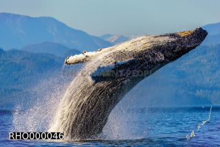 Link to Photo | fauna, mammal, Western Canada, humpback whale, experience, whale watching, Canada, sea, Mysticeti, Vancouver Island, whale, British Columbia, British Columbia, wildlife, attraction, Wildlife Observation, liquid water, marine mammal, North America, habitat, organism, animal, nature, wildlife observation, digital color photograph, wildlife watching, Pacific Ocean