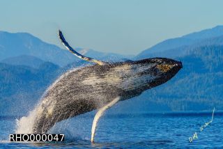 Link to Photo | fauna, mammal, Western Canada, humpback whale, experience, whale watching, Canada, sea, Mysticeti, Vancouver Island, whale, British Columbia, British Columbia, wildlife, attraction, Wildlife Observation, liquid water, marine mammal, North America, habitat, organism, animal, nature, wildlife observation, digital color photograph, wildlife watching, Pacific Ocean
