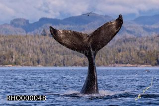 Link to Photo | fauna, mammal, Western Canada, humpback whale, experience, whale watching, Canada, sea, Mysticeti, Vancouver Island, whale, British Columbia, British Columbia, wildlife, attraction, Wildlife Observation, liquid water, marine mammal, North America, habitat, organism, animal, nature, wildlife observation, digital color photograph, wildlife watching, Pacific Ocean
