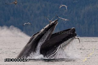 Link to Photo | fauna, mammal, Western Canada, humpback whale, experience, whale watching, Canada, sea, Mysticeti, Vancouver Island, whale, British Columbia, British Columbia, wildlife, attraction, Wildlife Observation, liquid water, marine mammal, North America, habitat, organism, animal, nature, wildlife observation, digital color photograph, wildlife watching, Pacific Ocean