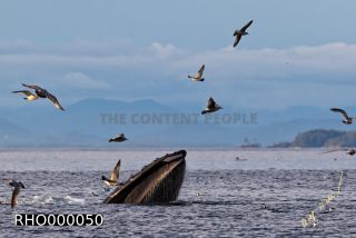 Link to Photo | fauna, mammal, Western Canada, humpback whale, experience, whale watching, Canada, sea, Mysticeti, Vancouver Island, whale, British Columbia, British Columbia, wildlife, attraction, Wildlife Observation, liquid water, marine mammal, North America, habitat, organism, animal, nature, wildlife observation, digital color photograph, wildlife watching, Pacific Ocean