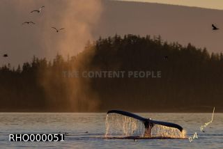 Link to Photo | fauna, mammal, Western Canada, humpback whale, experience, whale watching, Canada, sea, Mysticeti, Vancouver Island, whale, British Columbia, British Columbia, wildlife, attraction, Wildlife Observation, liquid water, marine mammal, North America, habitat, organism, animal, nature, wildlife observation, digital color photograph, wildlife watching, Pacific Ocean