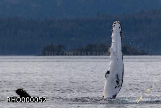 Link to Photo | fauna, mammal, Western Canada, humpback whale, experience, whale watching, Canada, sea, Mysticeti, Vancouver Island, whale, British Columbia, British Columbia, wildlife, attraction, Wildlife Observation, liquid water, marine mammal, North America, habitat, organism, animal, nature, wildlife observation, digital color photograph, wildlife watching, Pacific Ocean