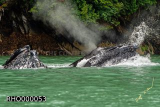 Link to Photo | fauna, mammal, Western Canada, humpback whale, experience, whale watching, Canada, sea, Mysticeti, Vancouver Island, whale, British Columbia, British Columbia, wildlife, attraction, Wildlife Observation, liquid water, marine mammal, North America, habitat, organism, animal, nature, wildlife observation, digital color photograph, wildlife watching, Pacific Ocean