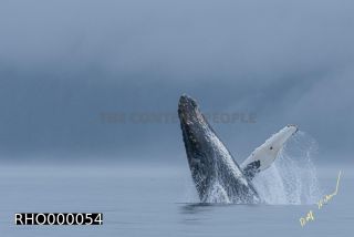 Link to Photo | fauna, mammal, Western Canada, humpback whale, experience, whale watching, Canada, sea, Mysticeti, Vancouver Island, whale, British Columbia, British Columbia, wildlife, attraction, Wildlife Observation, liquid water, marine mammal, North America, habitat, organism, animal, nature, wildlife observation, digital color photograph, wildlife watching, Pacific Ocean