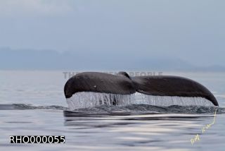 Link to Photo | fauna, mammal, Western Canada, humpback whale, experience, whale watching, Canada, sea, Mysticeti, Vancouver Island, whale, British Columbia, British Columbia, wildlife, attraction, Wildlife Observation, liquid water, marine mammal, North America, habitat, organism, animal, nature, wildlife observation, digital color photograph, wildlife watching, Pacific Ocean