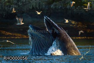 Link to Photo | fauna, mammal, Western Canada, humpback whale, experience, whale watching, Canada, sea, Mysticeti, Vancouver Island, whale, British Columbia, British Columbia, wildlife, attraction, Wildlife Observation, liquid water, marine mammal, North America, habitat, organism, animal, nature, wildlife observation, digital color photograph, wildlife watching, Pacific Ocean