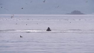 Link to Video | fauna, mammal, Western Canada, humpback whale, experience, whale watching, Canada, sea, Mysticeti, Vancouver Island, whale, British Columbia, British Columbia, wildlife, attraction, Wildlife Observation, liquid water, marine mammal, North America, habitat, organism, animal, nature, wildlife observation, digital color photograph, wildlife watching, Pacific Ocean