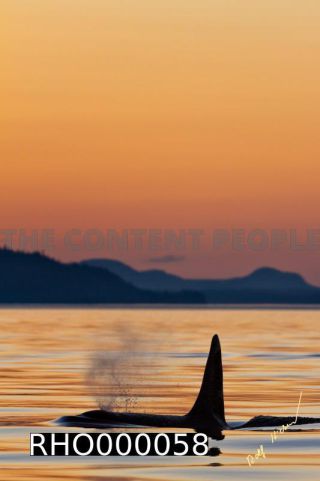 Link to Photo | fauna, mammal, Western Canada, whale watching, Odontoceti, Canada, sea, Vancouver Island, whale, British Columbia, wildlife, Carnivora, orca, predator, liquid water, marine mammal, North America, animal, wildlife observation, digital color photograph, wildlife watching, Pacific Ocean