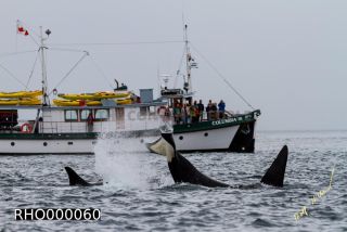 Link to Photo | fauna, mammal, Western Canada, whale watching, Odontoceti, Canada, sea, Vancouver Island, whale, British Columbia, wildlife, Carnivora, orca, predator, liquid water, marine mammal, North America, animal, wildlife observation, digital color photograph, wildlife watching, Pacific Ocean