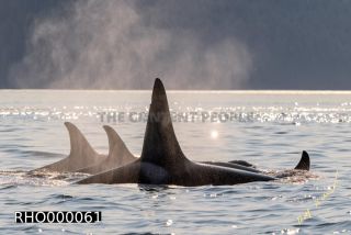 Link to Photo | fauna, mammal, Western Canada, whale watching, Odontoceti, Canada, sea, Vancouver Island, whale, British Columbia, wildlife, Carnivora, orca, predator, liquid water, marine mammal, North America, animal, wildlife observation, digital color photograph, wildlife watching, Pacific Ocean