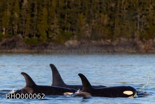 Link to Photo | fauna, mammal, Western Canada, whale watching, Odontoceti, Canada, sea, Vancouver Island, whale, British Columbia, wildlife, Carnivora, orca, predator, liquid water, marine mammal, North America, animal, wildlife observation, digital color photograph, wildlife watching, Pacific Ocean
