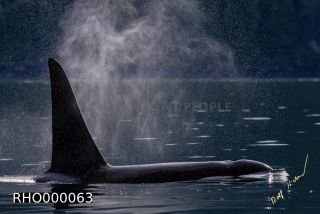 Link to Photo | fauna, mammal, Western Canada, whale watching, Odontoceti, Canada, sea, Vancouver Island, whale, British Columbia, wildlife, Carnivora, orca, predator, liquid water, marine mammal, North America, animal, wildlife observation, digital color photograph, wildlife watching, Pacific Ocean