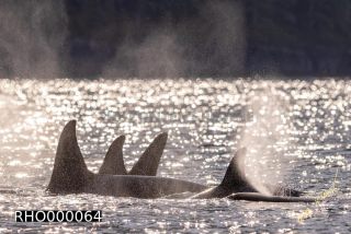 Link to Photo | fauna, mammal, Western Canada, whale watching, Odontoceti, Canada, sea, Vancouver Island, whale, British Columbia, wildlife, Carnivora, orca, predator, liquid water, marine mammal, North America, animal, wildlife observation, digital color photograph, wildlife watching, Pacific Ocean