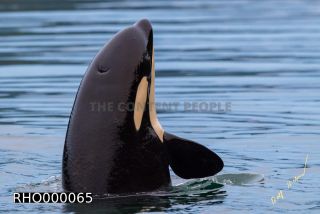Link to Photo | fauna, mammal, Western Canada, whale watching, Odontoceti, Canada, sea, Vancouver Island, whale, British Columbia, wildlife, Carnivora, orca, predator, liquid water, marine mammal, North America, animal, wildlife observation, digital color photograph, wildlife watching, Pacific Ocean