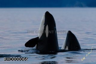 Link to Photo | fauna, mammal, Western Canada, whale watching, Odontoceti, Canada, sea, Vancouver Island, whale, British Columbia, wildlife, Carnivora, orca, predator, liquid water, marine mammal, North America, animal, wildlife observation, digital color photograph, wildlife watching, Pacific Ocean