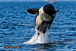 Link to Photo | fauna, mammal, Western Canada, whale watching, Odontoceti, Canada, sea, Vancouver Island, whale, British Columbia, wildlife, Carnivora, orca, predator, liquid water, marine mammal, North America, animal, wildlife observation, digital color photograph, wildlife watching, Pacific Ocean