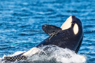Link to Photo | fauna, mammal, Western Canada, whale watching, Odontoceti, Canada, sea, Vancouver Island, whale, British Columbia, wildlife, Carnivora, orca, predator, liquid water, marine mammal, North America, animal, wildlife observation, digital color photograph, wildlife watching, Pacific Ocean