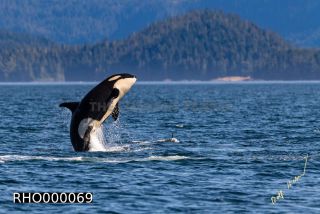 Link to Photo | fauna, mammal, Western Canada, whale watching, Odontoceti, Canada, sea, Vancouver Island, whale, British Columbia, wildlife, Carnivora, orca, predator, liquid water, marine mammal, North America, animal, wildlife observation, digital color photograph, wildlife watching, Pacific Ocean