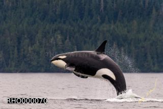 Link to Photo | fauna, mammal, Western Canada, whale watching, Odontoceti, Canada, sea, Vancouver Island, whale, British Columbia, wildlife, Carnivora, orca, predator, liquid water, marine mammal, North America, animal, wildlife observation, digital color photograph, wildlife watching, Pacific Ocean