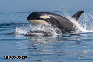 Link to Photo | fauna, mammal, Western Canada, whale watching, Odontoceti, Canada, sea, Vancouver Island, whale, British Columbia, wildlife, Carnivora, orca, predator, liquid water, marine mammal, North America, animal, wildlife observation, digital color photograph, wildlife watching, Pacific Ocean
