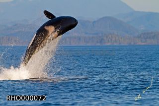 Link to Photo | fauna, mammal, Western Canada, whale watching, Odontoceti, Canada, sea, Vancouver Island, whale, British Columbia, wildlife, Carnivora, orca, predator, liquid water, marine mammal, North America, animal, wildlife observation, digital color photograph, wildlife watching, Pacific Ocean