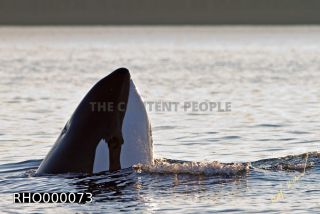 Link to Photo | fauna, mammal, Western Canada, whale watching, Odontoceti, Canada, sea, Vancouver Island, whale, British Columbia, wildlife, Carnivora, orca, predator, liquid water, marine mammal, North America, animal, wildlife observation, digital color photograph, wildlife watching, Pacific Ocean
