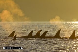 Link to Photo | fauna, mammal, Western Canada, whale watching, Odontoceti, Canada, sea, Vancouver Island, whale, British Columbia, wildlife, Carnivora, orca, predator, liquid water, marine mammal, North America, animal, wildlife observation, digital color photograph, wildlife watching, Pacific Ocean