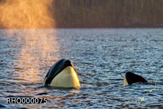 Link to Photo | fauna, mammal, Western Canada, whale watching, Odontoceti, Canada, sea, Vancouver Island, whale, British Columbia, wildlife, Carnivora, orca, predator, liquid water, marine mammal, North America, animal, wildlife observation, digital color photograph, wildlife watching, Pacific Ocean