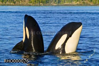 Link to Photo | fauna, mammal, Western Canada, whale watching, Odontoceti, Canada, sea, Vancouver Island, whale, British Columbia, wildlife, Carnivora, orca, predator, liquid water, marine mammal, North America, animal, wildlife observation, digital color photograph, wildlife watching, Pacific Ocean