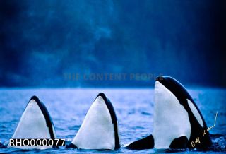 Link to Photo | fauna, mammal, Western Canada, whale watching, Odontoceti, Canada, sea, Vancouver Island, whale, British Columbia, wildlife, Carnivora, orca, predator, liquid water, marine mammal, North America, animal, wildlife observation, digital color photograph, wildlife watching, Pacific Ocean