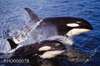 Link to Photo | fauna, mammal, Western Canada, whale watching, Odontoceti, Canada, sea, Vancouver Island, whale, British Columbia, wildlife, Carnivora, orca, predator, liquid water, marine mammal, North America, animal, wildlife observation, digital color photograph, wildlife watching, Pacific Ocean