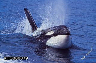Link to Photo | fauna, mammal, Western Canada, whale watching, Odontoceti, Canada, sea, Vancouver Island, whale, British Columbia, wildlife, Carnivora, orca, predator, liquid water, marine mammal, North America, animal, wildlife observation, digital color photograph, wildlife watching, Pacific Ocean