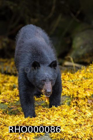Link to Photo | fauna, mammal, Ursus americanus, Canada, digital photography, British Columbia, wildlife, predator, bear, North America, animal, nature, wildlife observation, wildlife watching