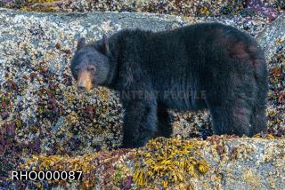 Link to Photo | fauna, mammal, Ursus americanus, Canada, digital photography, British Columbia, wildlife, predator, bear, North America, animal, nature, wildlife observation, wildlife watching