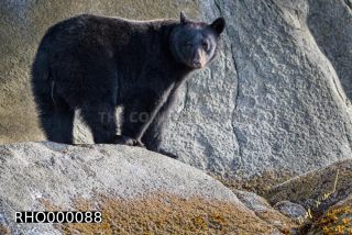 Link to Photo | fauna, mammal, Ursus americanus, Canada, digital photography, British Columbia, wildlife, predator, bear, North America, animal, nature, wildlife observation, wildlife watching