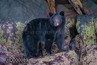 Link to Photo | fauna, mammal, Ursus americanus, Canada, digital photography, British Columbia, wildlife, predator, bear, North America, animal, nature, wildlife observation, wildlife watching