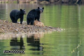 Link to Photo | fauna, mammal, Ursus americanus, Canada, digital photography, British Columbia, wildlife, predator, bear, North America, animal, nature, wildlife observation, wildlife watching