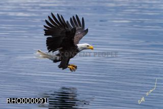 Link to Photo | Bald Eagle, digital photography, eagle, wildlife, bird of prey, North America, bird, animal, digital color photograph