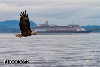 Link to Photo | Bald Eagle, digital photography, eagle, wildlife, bird of prey, North America, bird, animal, digital color photograph