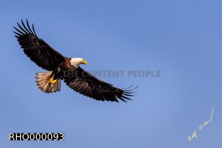 Link to Photo | Bald Eagle, digital photography, eagle, wildlife, bird of prey, North America, bird, animal, digital color photograph
