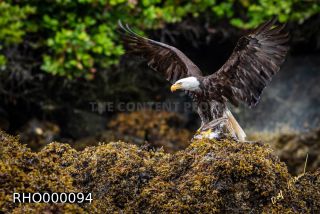 Link to Photo | Bald Eagle, digital photography, eagle, wildlife, bird of prey, North America, bird, animal, digital color photograph