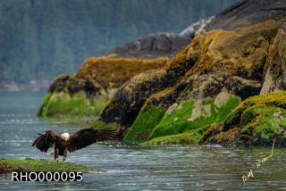 Link to Photo | Bald Eagle, digital photography, eagle, wildlife, bird of prey, North America, bird, animal, digital color photograph