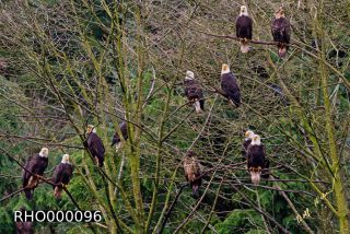 Link to Photo | Bald Eagle, digital photography, eagle, wildlife, bird of prey, North America, bird, animal, digital color photograph