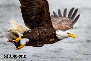 Link to Photo | Bald Eagle, digital photography, eagle, wildlife, bird of prey, North America, bird, animal, digital color photograph