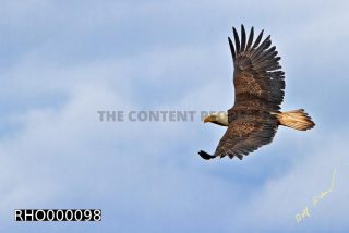 Link to Photo | Bald Eagle, digital photography, eagle, wildlife, bird of prey, North America, bird, animal, digital color photograph